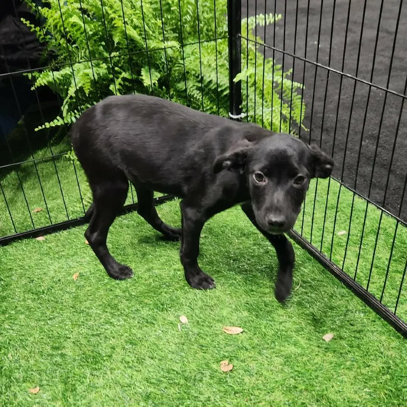 Schwartz Al thumbnail 6