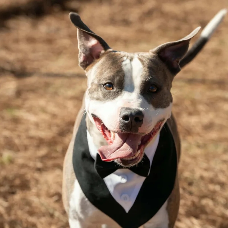 Peppermint thumbnail 2