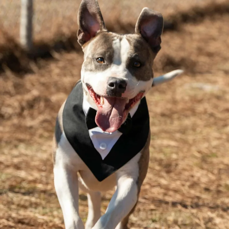 Peppermint thumbnail 3