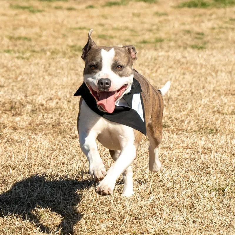 Peppermint thumbnail 4