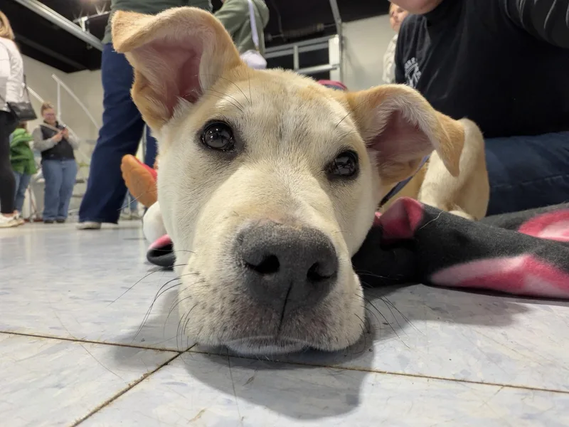 Bombay Spirits  Local thumbnail 3