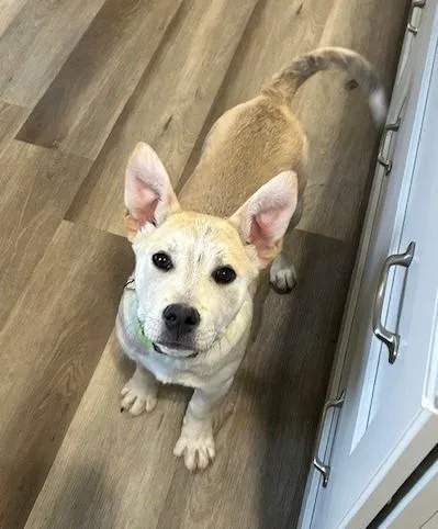 Bombay Spirits  Local thumbnail 4