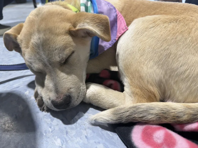 Bombay Spirits  Local thumbnail 5