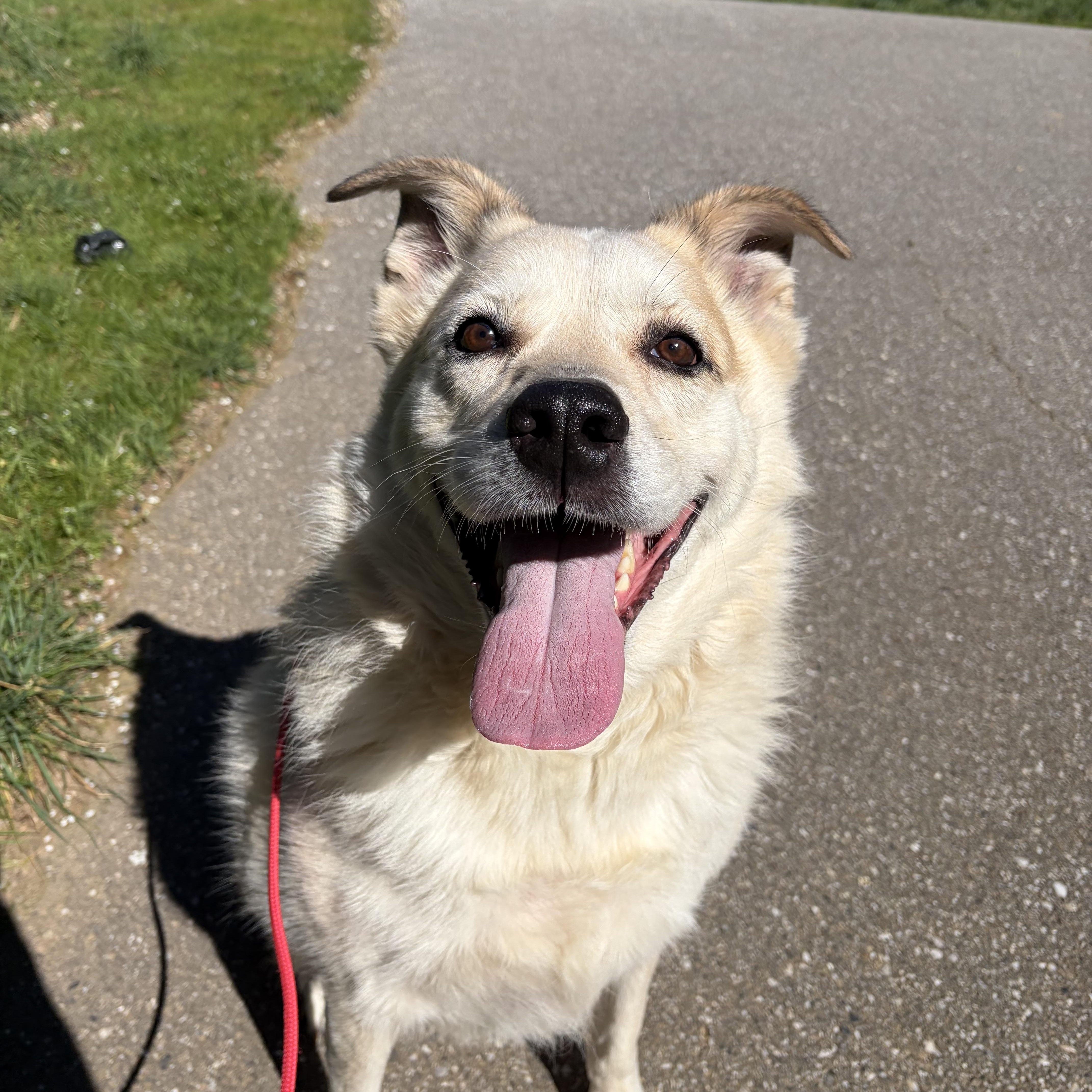 Frank Mellow Boy thumbnail 2