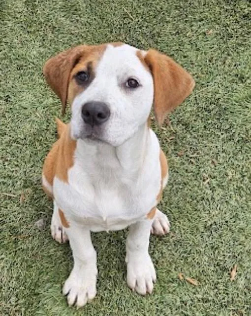 Frankie Farkle thumbnail 3