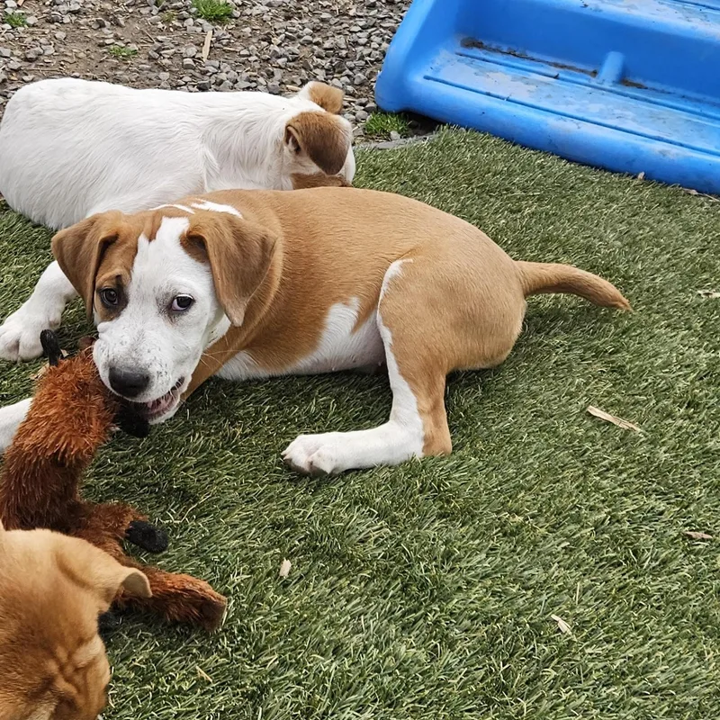 Frankie Farkle thumbnail 4