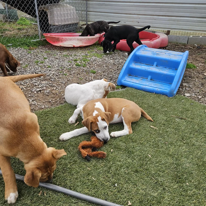 Frankie Farkle thumbnail 5