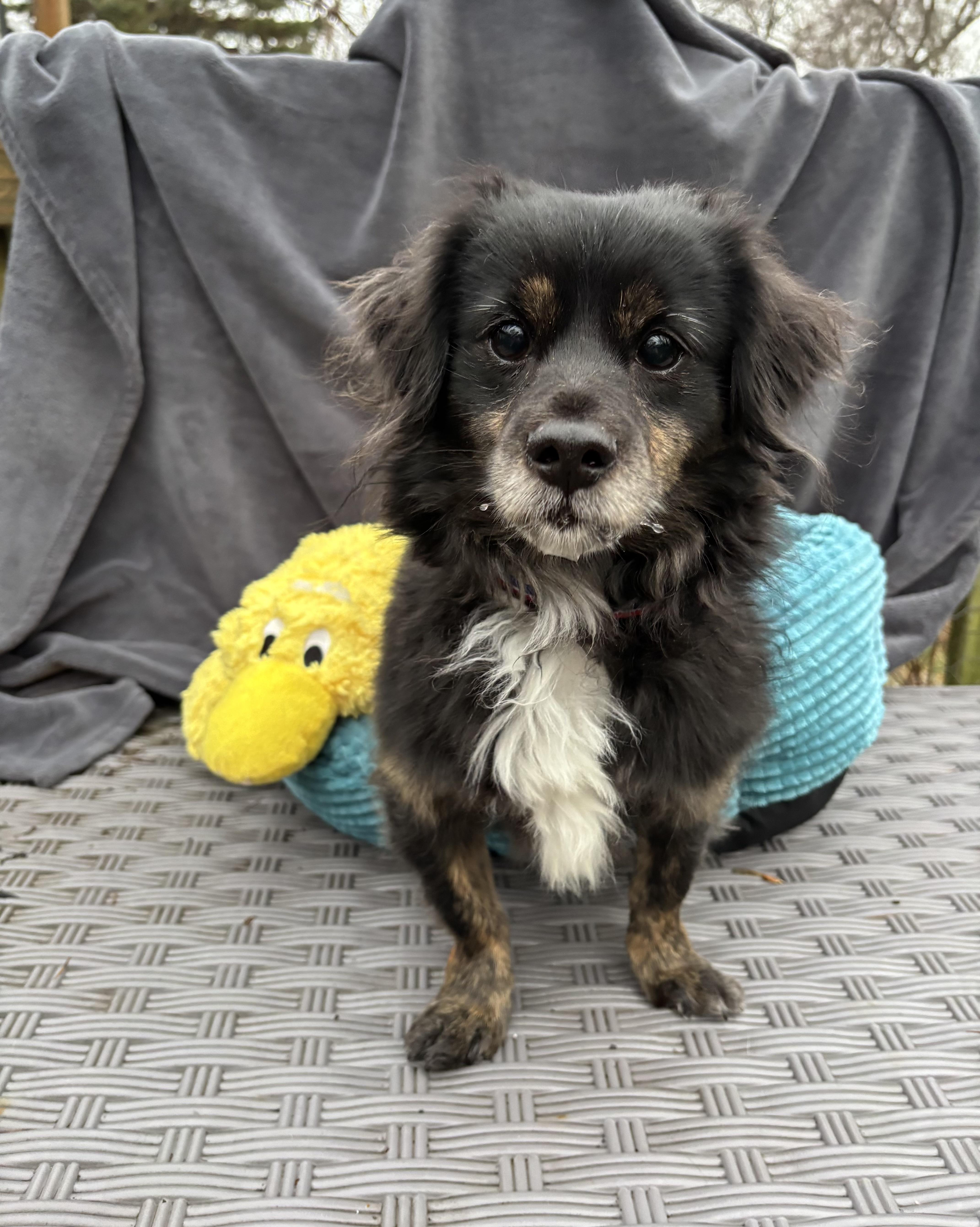 Benji  Lbs thumbnail 2