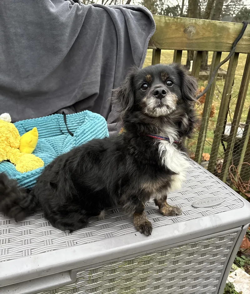 Benji  Lbs thumbnail 3