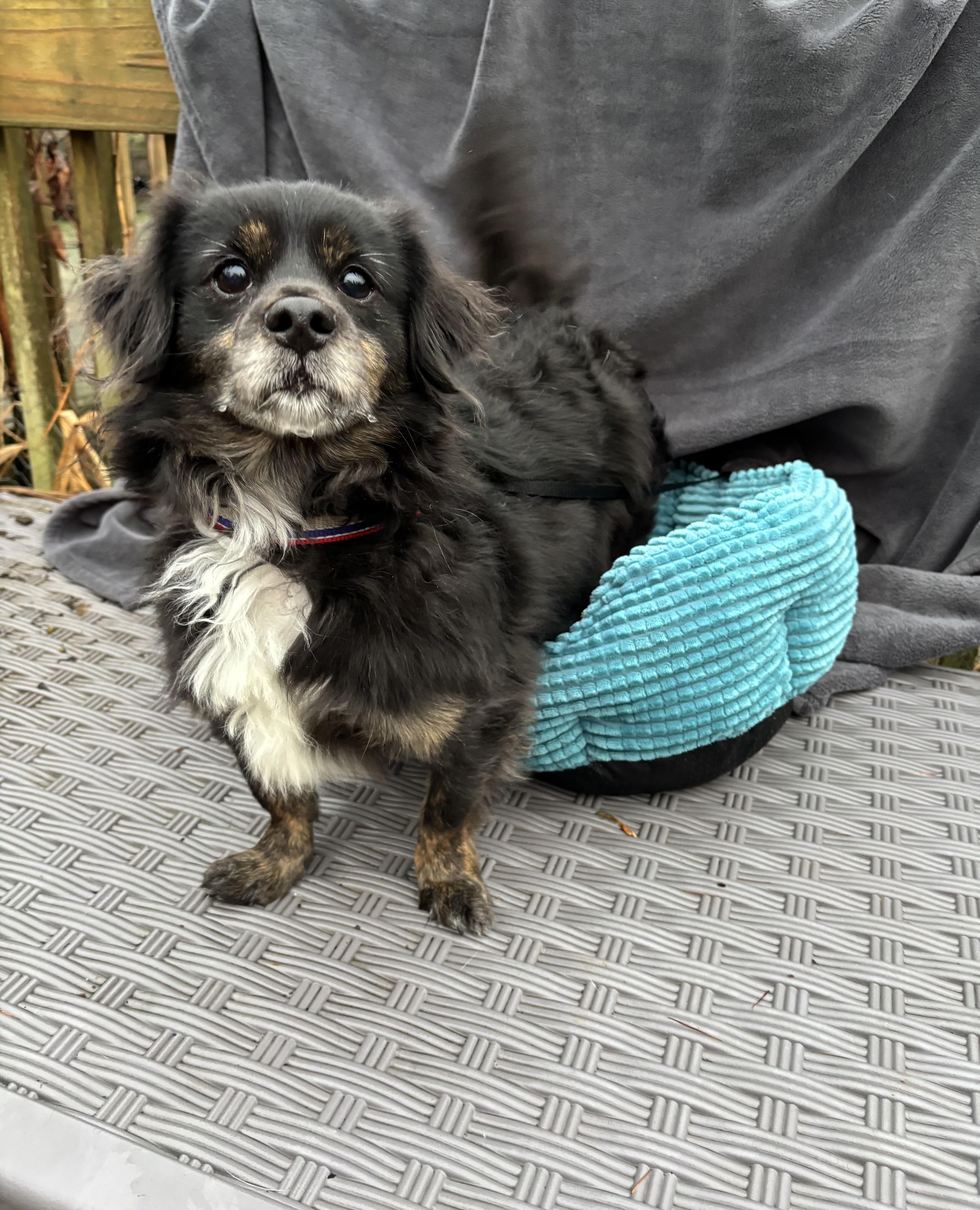 Benji  Lbs thumbnail 4