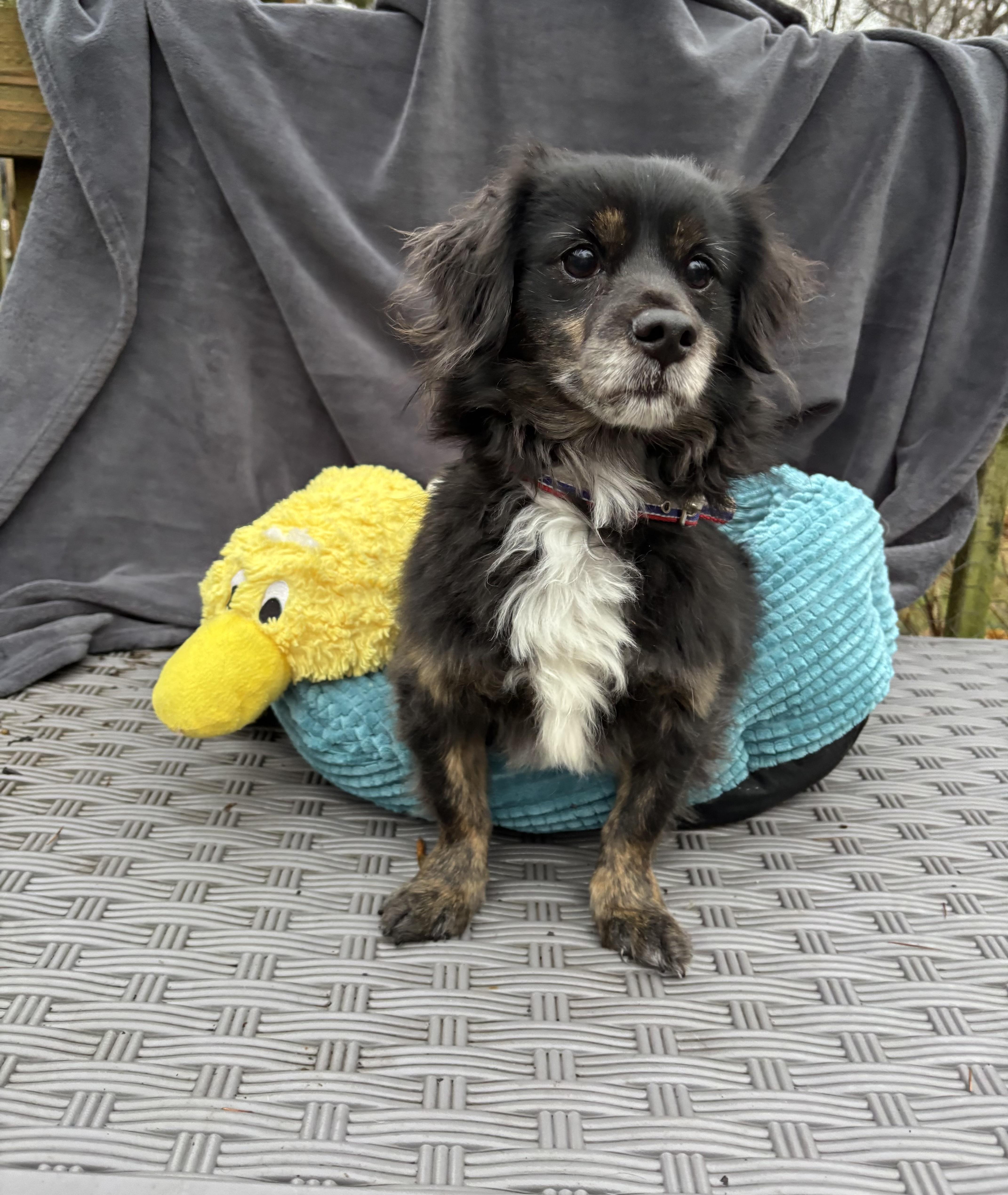 Benji  Lbs thumbnail 5