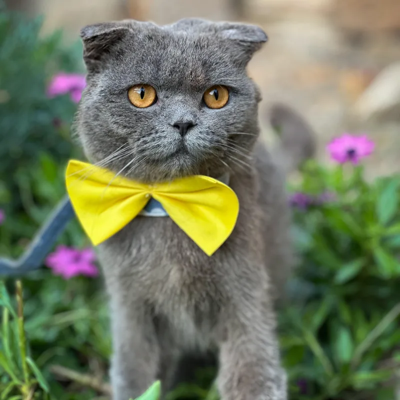 An adult medium-sized male Scottish Fold cat named Flox for adoption in New York, NY