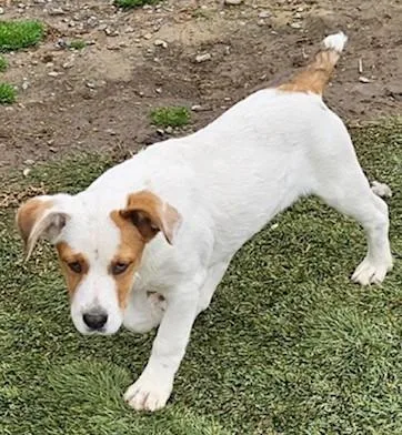 Fred Farkle thumbnail 2