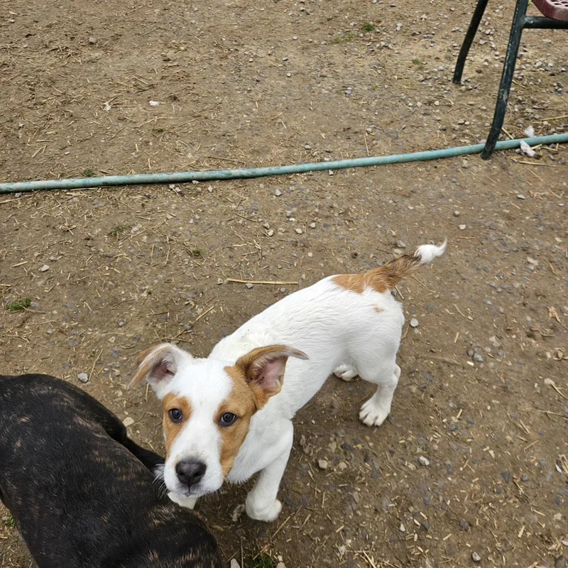 Fred Farkle thumbnail 3