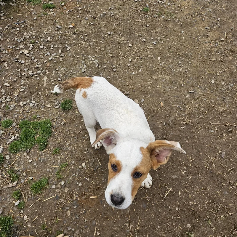 Fred Farkle thumbnail 4