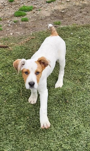 Fred Farkle thumbnail 5