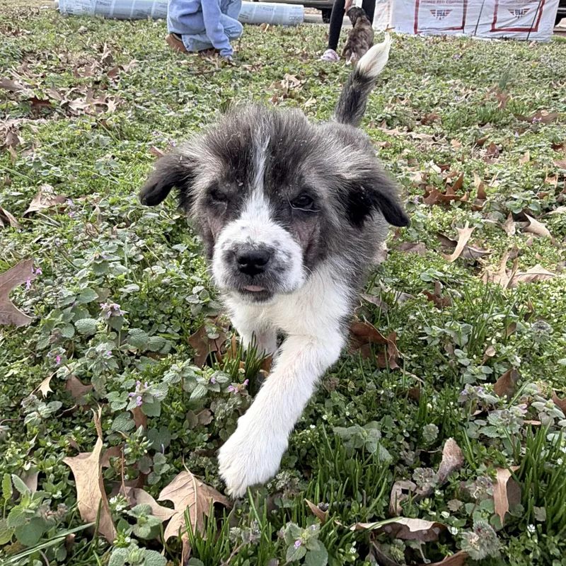 Harbor Spunky thumbnail 2