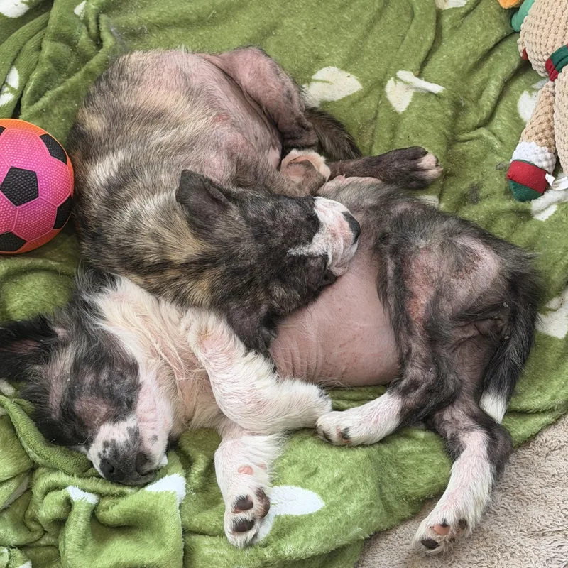 Harbor Spunky thumbnail 3