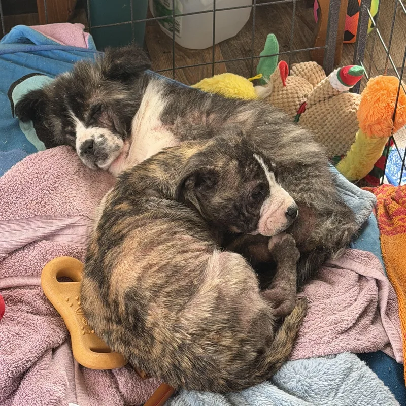 Harbor Spunky thumbnail 4