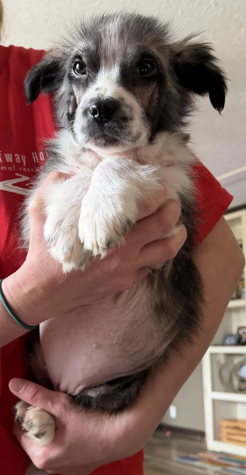 Harbor Spunky thumbnail 5