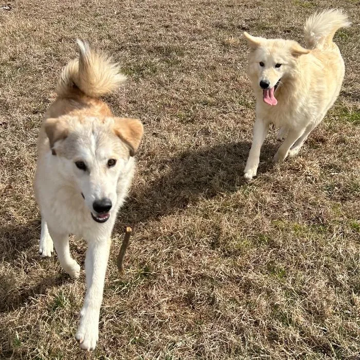 Apollo Nicholas thumbnail 2