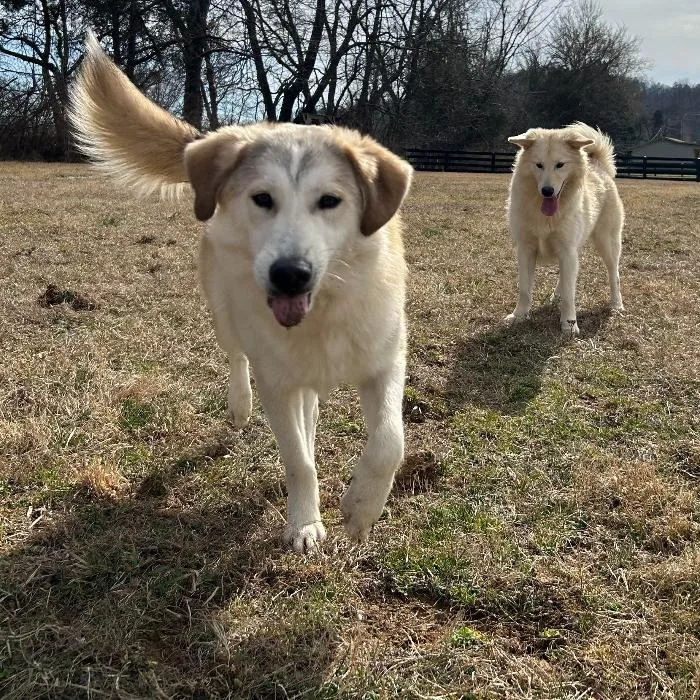 Apollo Nicholas thumbnail 3