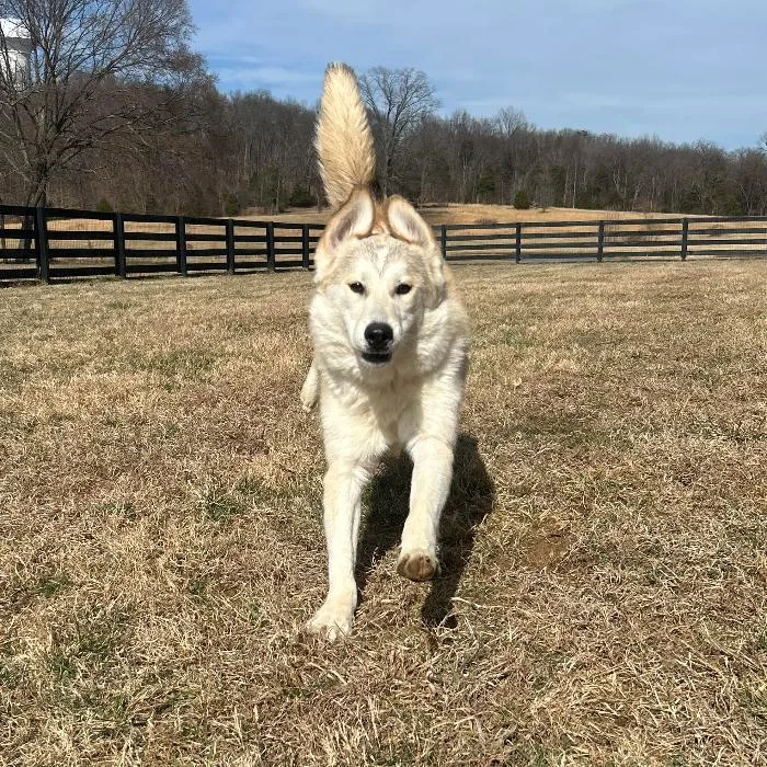 Apollo Nicholas thumbnail 4