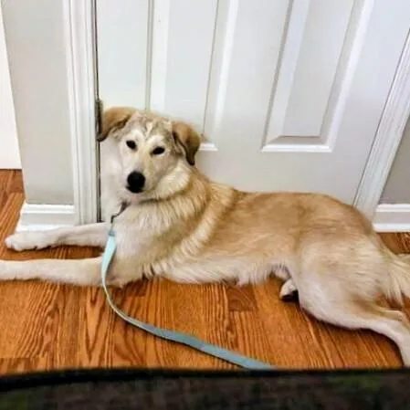 Apollo Nicholas thumbnail 5