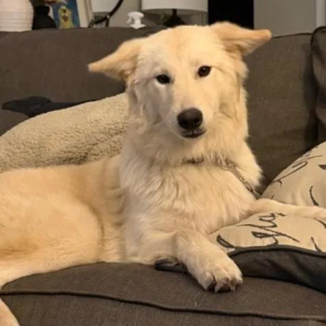 Nova Nicholas thumbnail 6