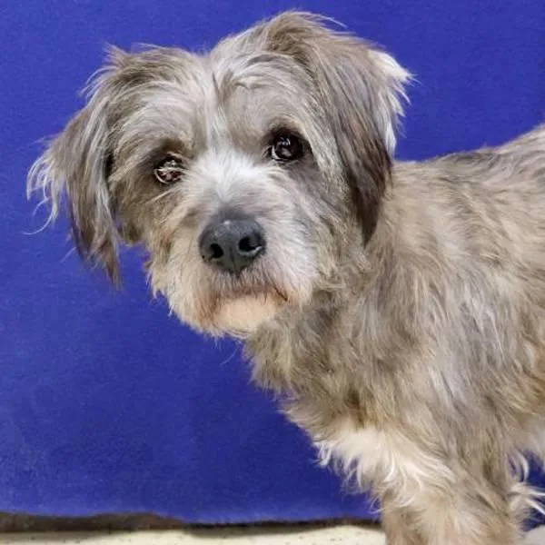 Palm Pilot thumbnail 2