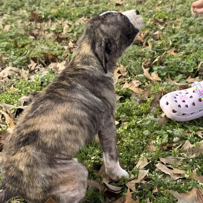 Stumpy Spunky thumbnail 3