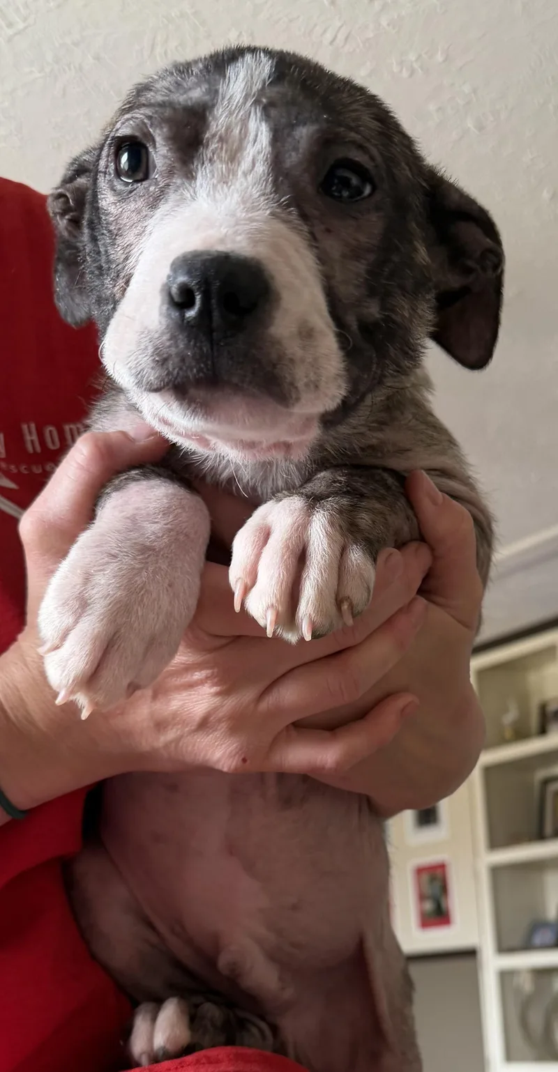 Stumpy Spunky thumbnail 4