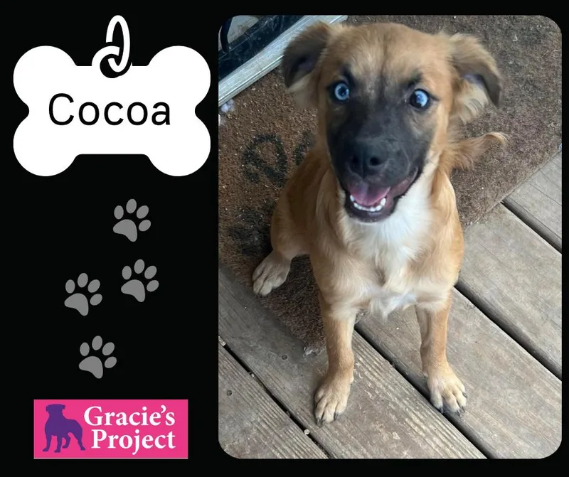 Cocoa thumbnail 2