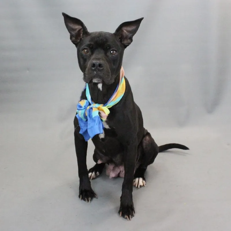 Miss Frizzle thumbnail 2