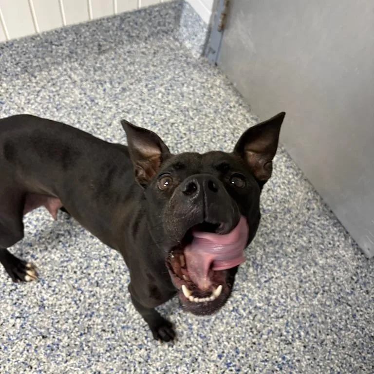 Miss Frizzle thumbnail 3