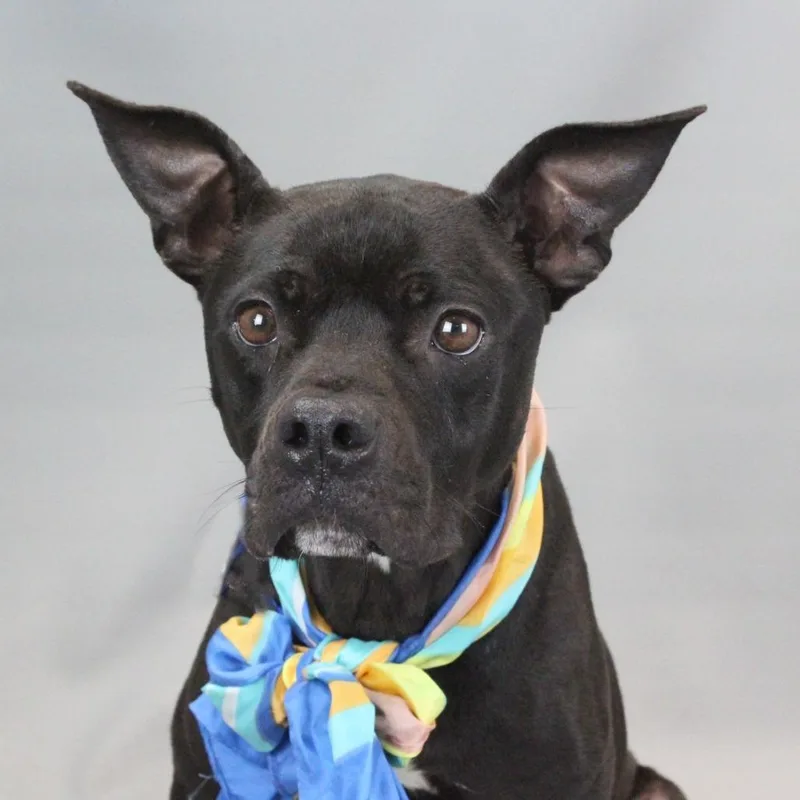 Miss Frizzle thumbnail 4