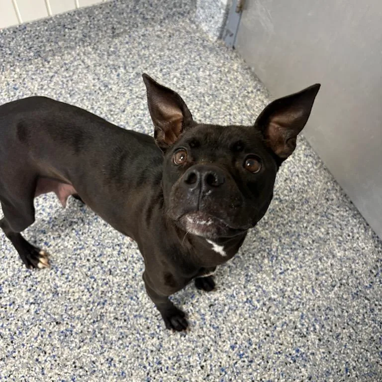 Miss Frizzle thumbnail 5