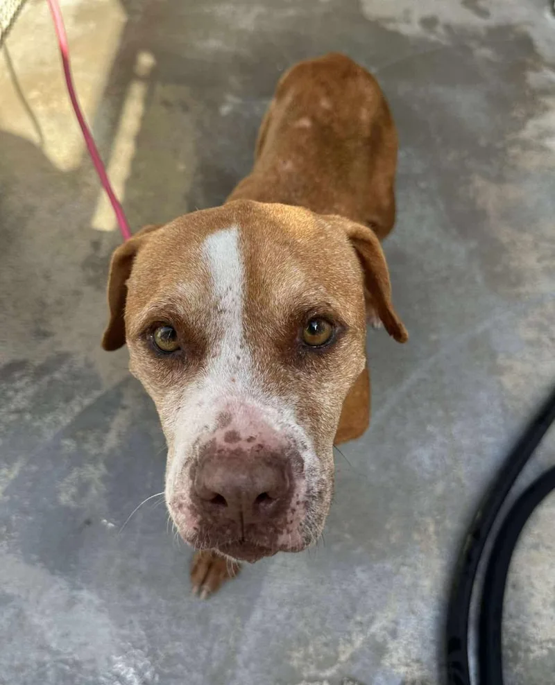 Pumpkin Pie thumbnail 3