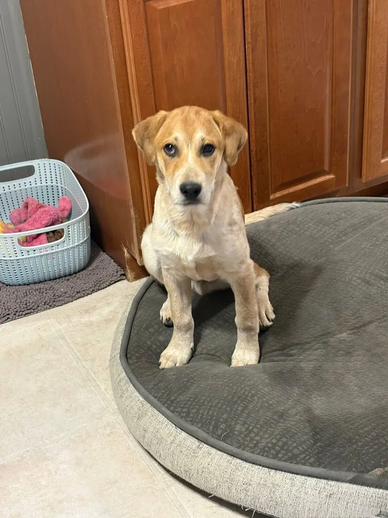 Marvelous Thor thumbnail 2