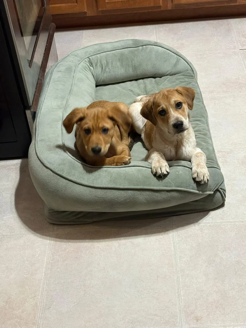 Marvelous Thor thumbnail 3