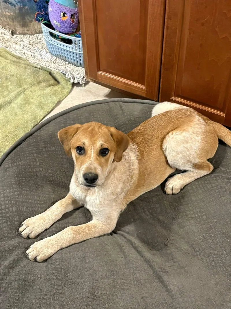 Marvelous Thor thumbnail 4