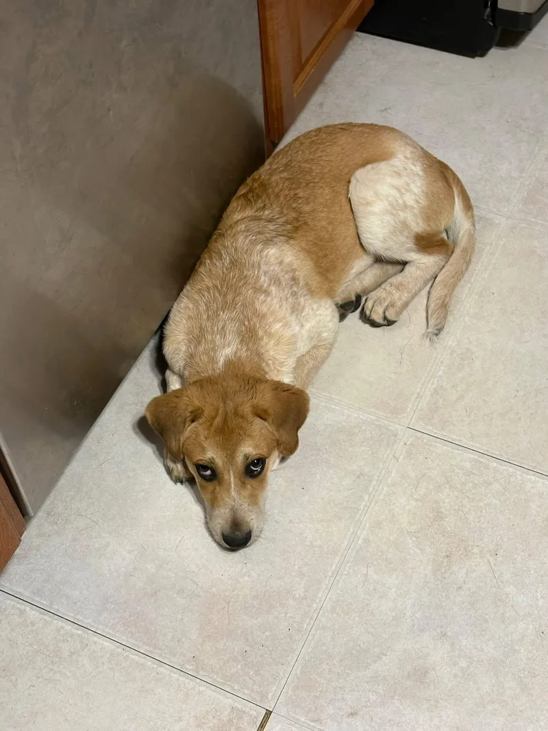 Marvelous Thor thumbnail 5