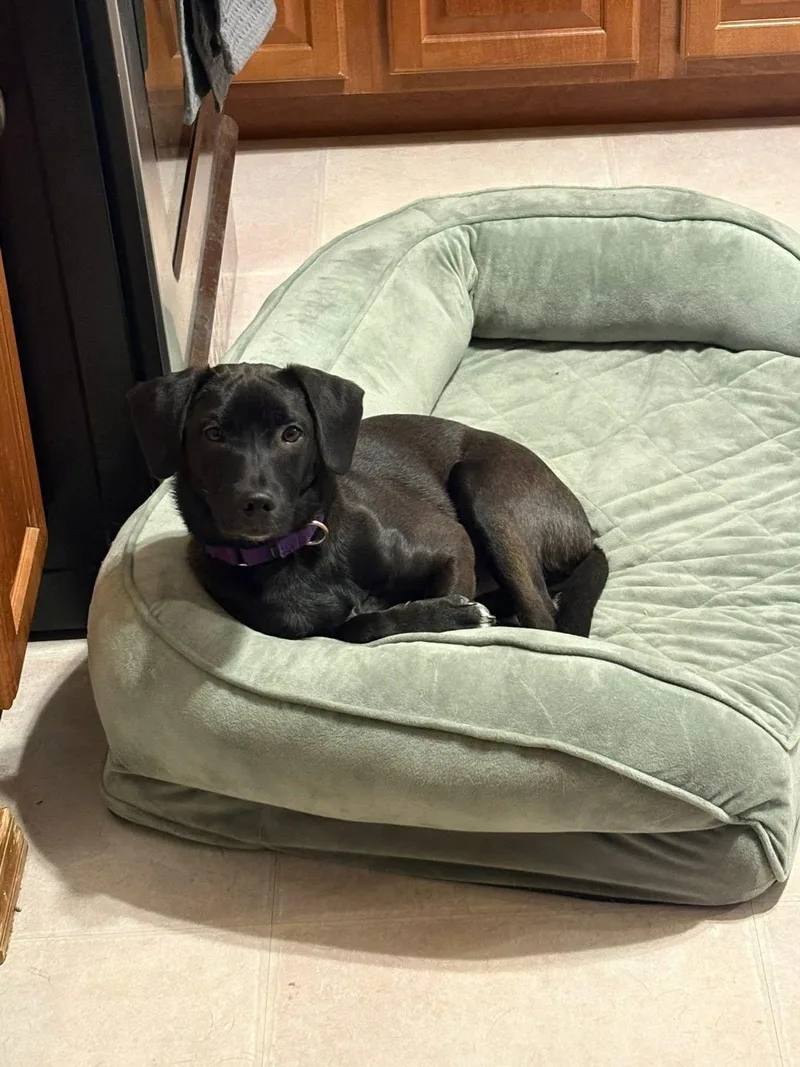 Mr Blaze thumbnail 2