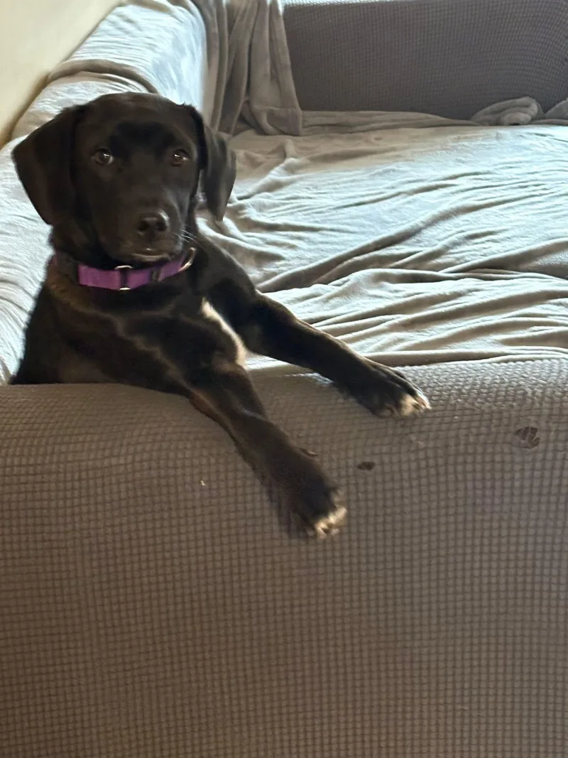 Mr Blaze thumbnail 3