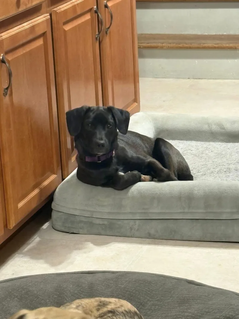 Mr Blaze thumbnail 4