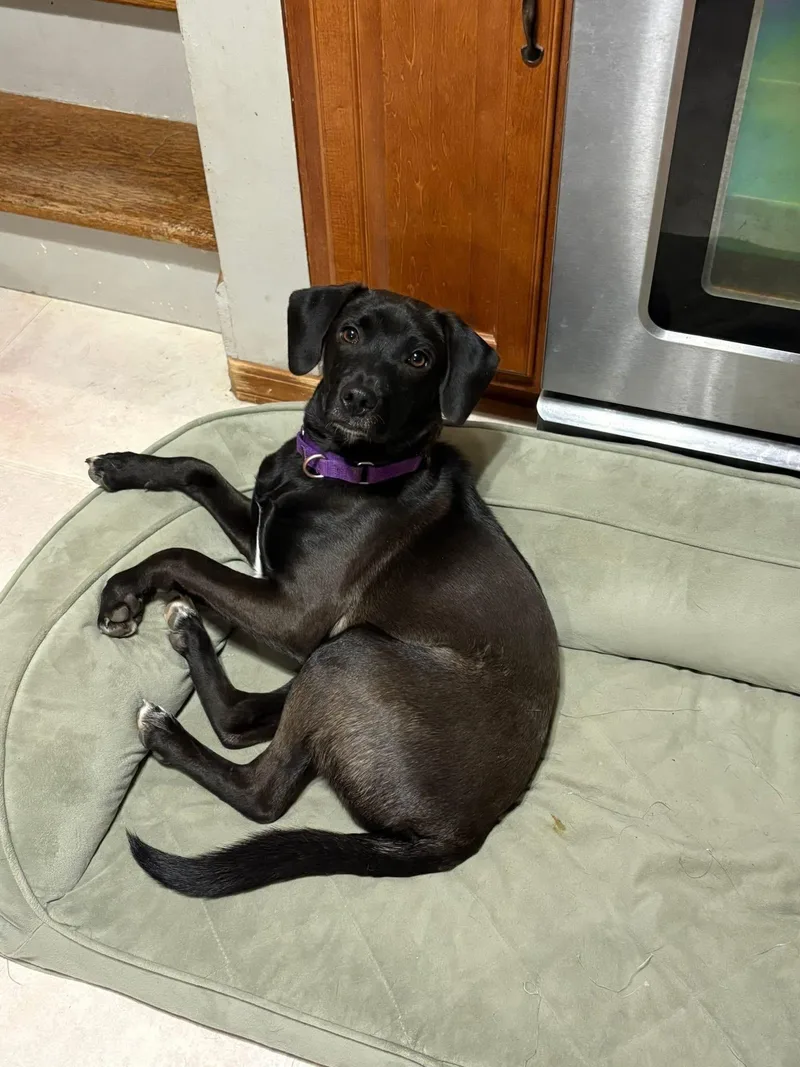 Mr Blaze thumbnail 5