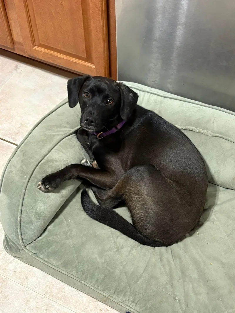 Mr Blaze thumbnail 6