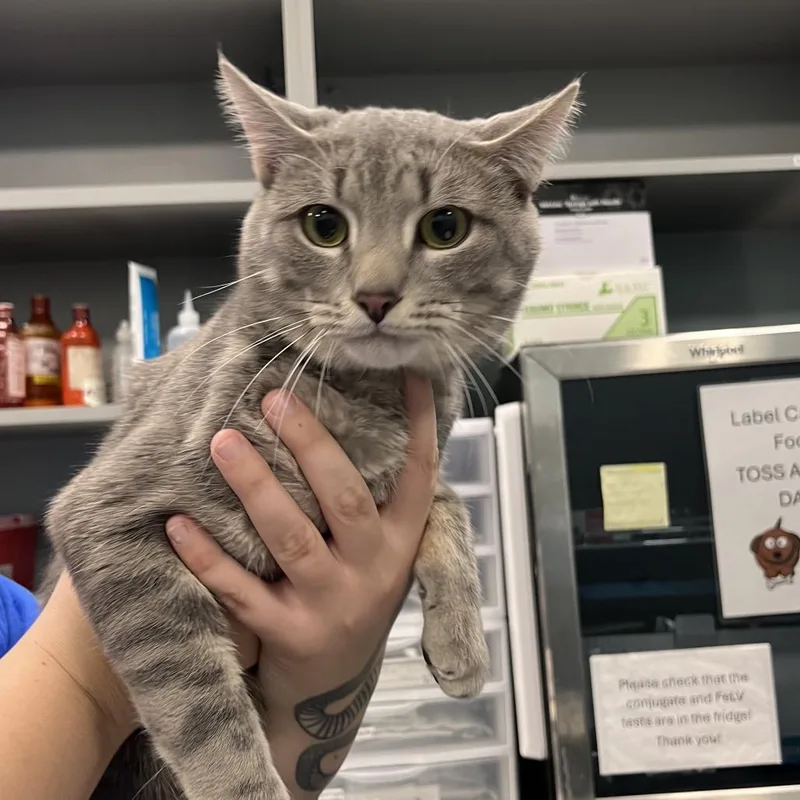 Pawtrick Dempsey thumbnail 2