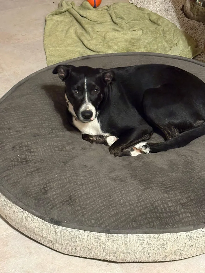 Suri Sir thumbnail 2