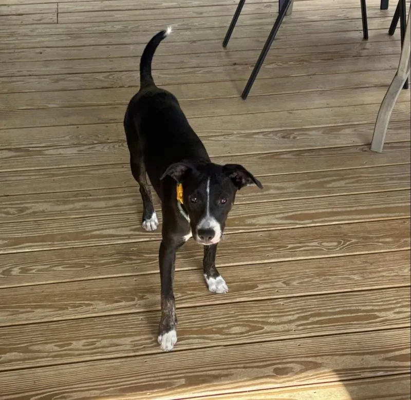 Suri Sir thumbnail 3